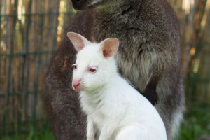 Született kengurenok albino Született kengurenok albino